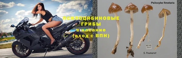 прущие грибы Баксан